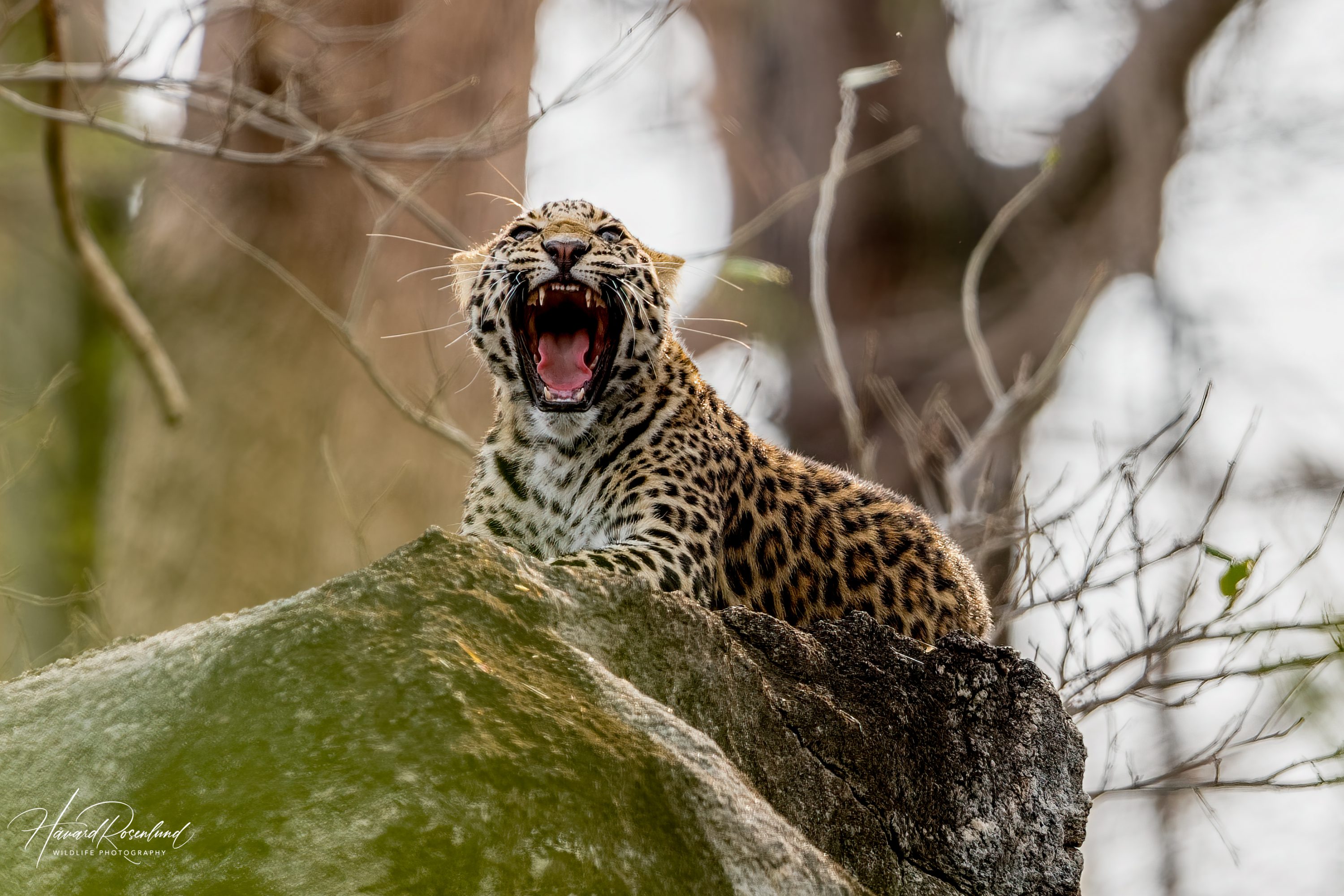 Indian Leopard Cub (Panthera pardus fusca) @ Pench National Park, India. Photo: Håvard Rosenlund