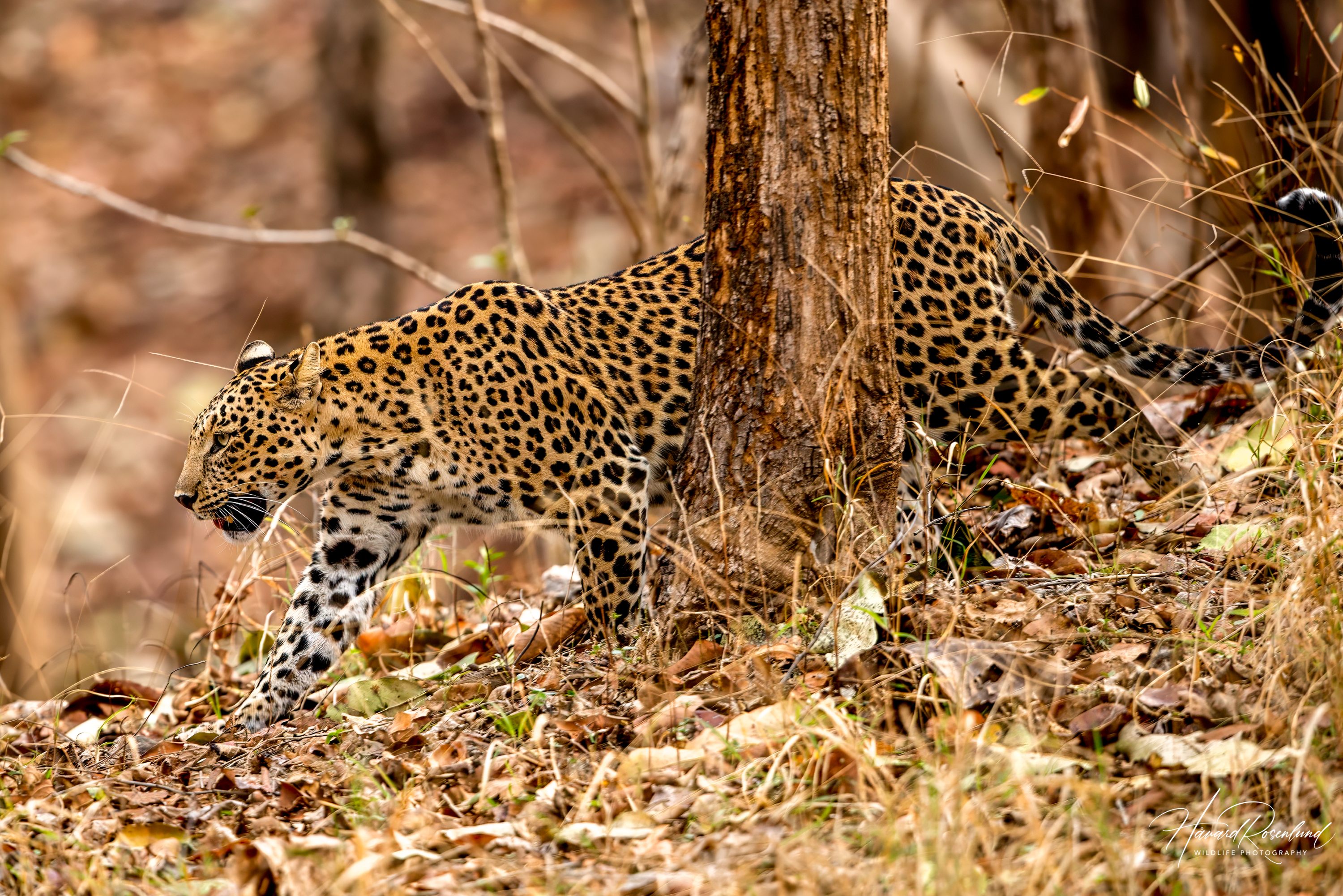 Indian Leopard (Panthera pardus fusca) @ Pench National Park, India. Photo: Håvard Rosenlund
