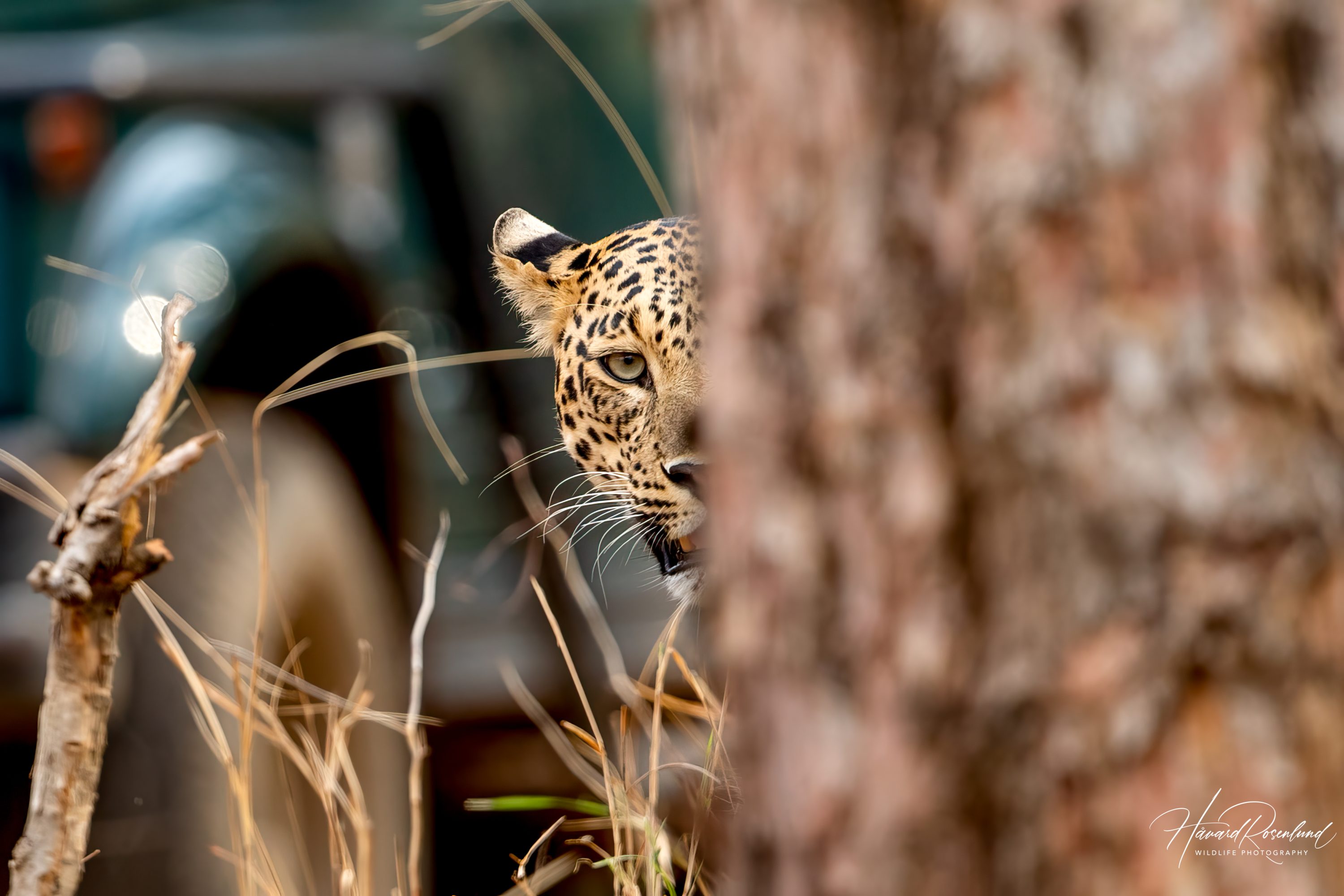 Indian Leopard (Panthera pardus fusca) @ Pench National Park, India. Photo: Håvard Rosenlund