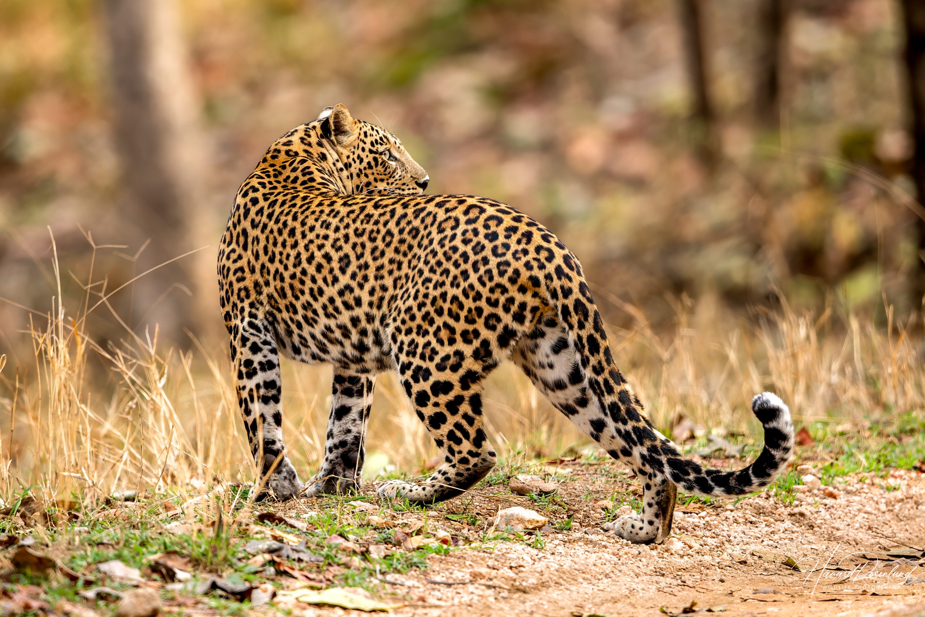 Indian Leopard (Panthera pardus fusca) @ Pench National Park, India. Photo: Håvard Rosenlund