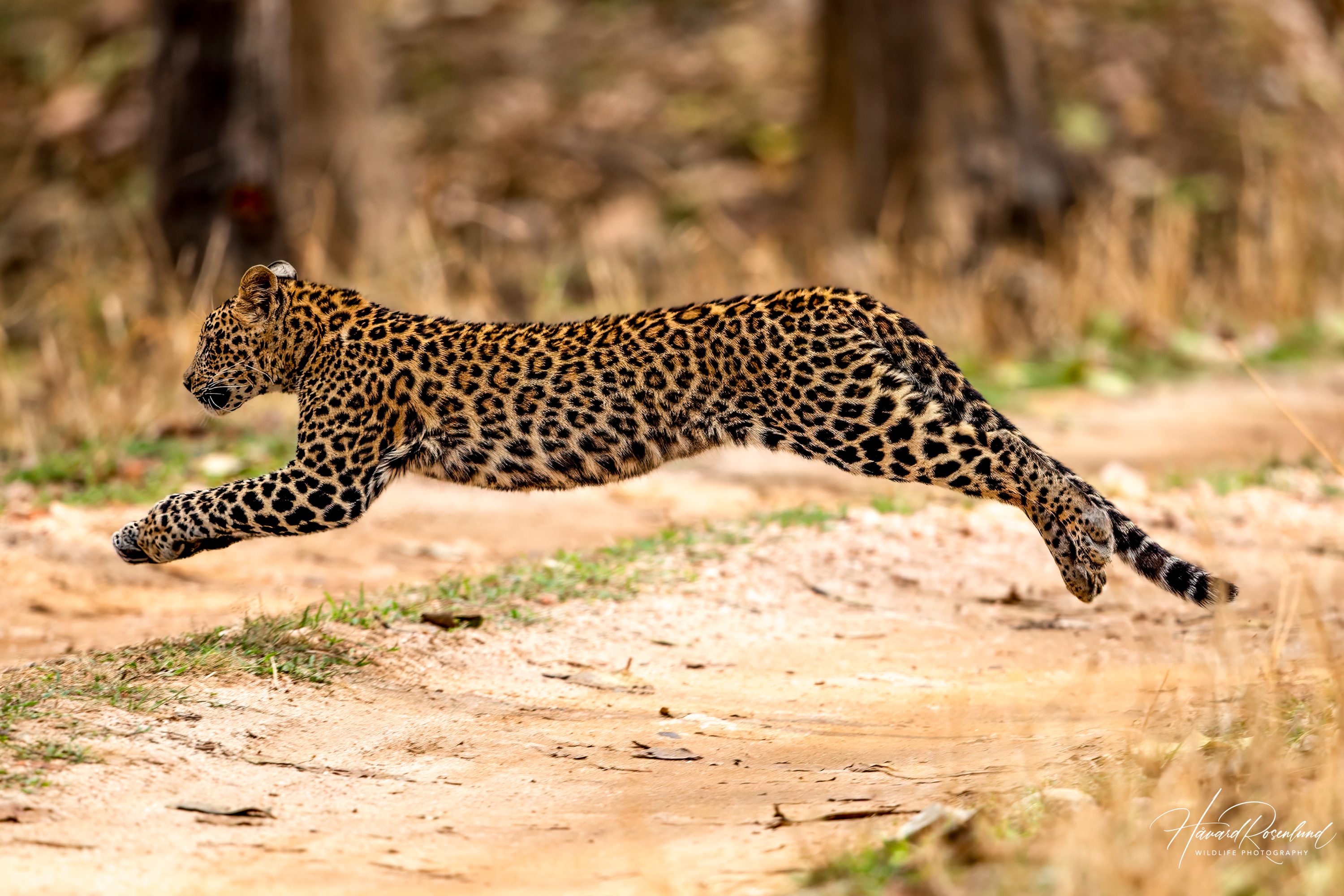 Indian Leopard (Panthera pardus fusca) @ Pench National Park, India. Photo: Håvard Rosenlund
