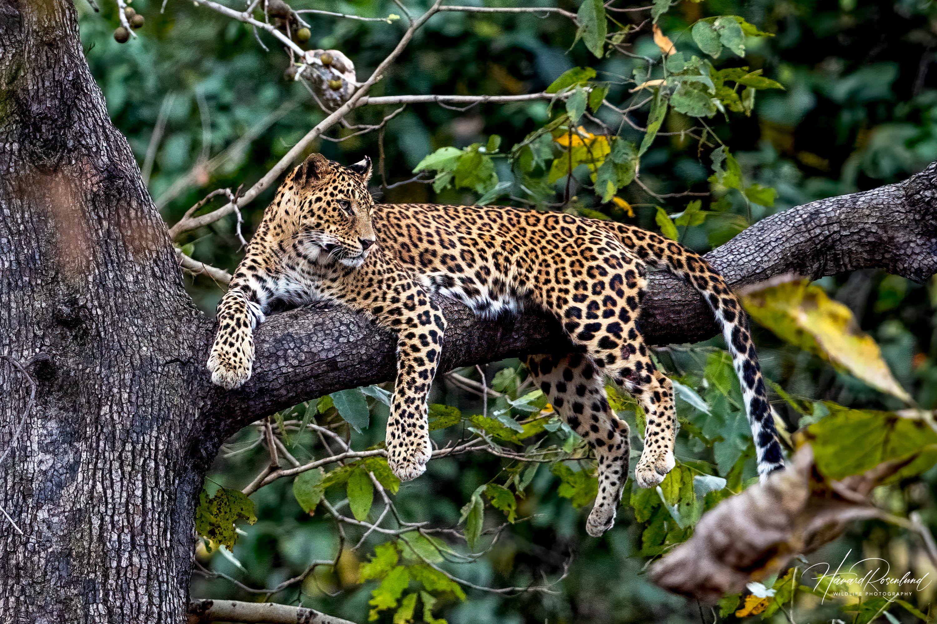 Indian Leopard (Panthera pardus fusca) @ Pench National Park, India. Photo: Håvard Rosenlund