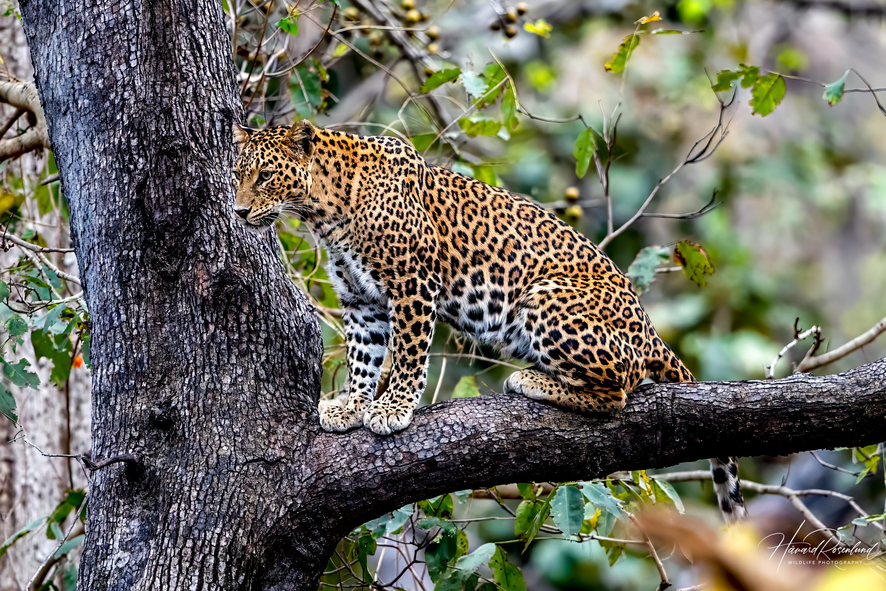 Indisk Leopard (Panthera pardus fusca) @ Pench National Park, India. Foto: Håvard Rosenlund