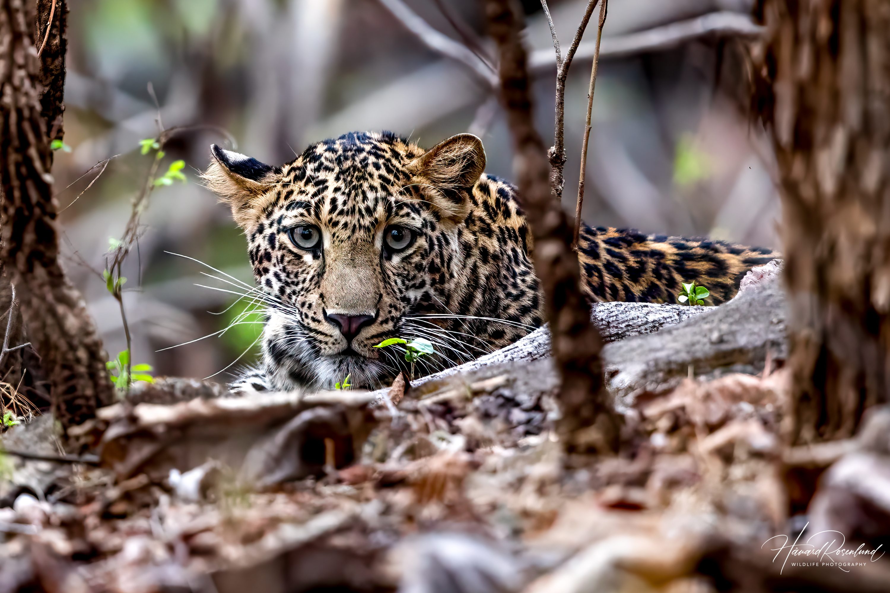 Indian Leopard (Panthera pardus fusca) @ Pench National Park, India. Photo: Håvard Rosenlund