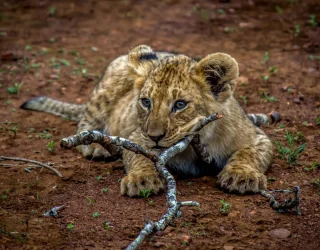 The four lion cubs of the North Pride was the stars of the show throughout my stay at Thanda in 2012. And I got designated the best job: to separate them from each other and find out their sex. 

They were 3 girls and 1 boy, and I separated them by looking at their whisker patterns. By the end of my stay, I was able to distinguish them mostly by facial features alone. 

We weren't allowed to name them (that privilege went to the paying guests at the luxury lodge), and had to go by research names. This girl here was N2C3, which I felt was the prettiest one.

#LionCub #ThandaGameReserve #WildlifePhotography #AfricanWildlife #BigCatsOfInstagram #SleepingLion #LionLovers #WildlifeVagabond #SafariMoments #NatureLovers #WildlifeAddicts #KwaZuluNatal #SouthAfricaWildlife #CuteWildlife #NatGeoWild #WildlifePlanet #AnimalPortrait #BigCatsDaily #EarthCapture #NaturePhotography #RoarAfrica #AfricanSafari #PredatorPortraits #WildAfrica #WildAndFree #Lion #FineArtWildlife #WildlifePrints #ConservationThroughPhotography #TravelPhotography