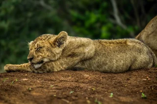The four lion cubs of the North Pride was the stars of the show throughout my stay at Thanda in 2012. And I got designated the best job: to separate them from each other and find out their sex. 

They were 3 girls and 1 boy, and I separated them by looking at their whisker patterns. By the end of my stay, I was able to distinguish them mostly by facial features alone. 

We weren't allowed to name them (that privilege went to the paying guests at the luxury lodge), and had to go by research names. This girl here was N2C3, which I felt was the prettiest one.

#LionCub #ThandaGameReserve #WildlifePhotography #AfricanWildlife #BigCatsOfInstagram #SleepingLion #LionLovers #WildlifeVagabond #SafariMoments #NatureLovers #WildlifeAddicts #KwaZuluNatal #SouthAfricaWildlife #CuteWildlife #NatGeoWild #WildlifePlanet #AnimalPortrait #BigCatsDaily #EarthCapture #NaturePhotography #RoarAfrica #AfricanSafari #PredatorPortraits #WildAfrica #WildAndFree #Lion #FineArtWildlife #WildlifePrints #ConservationThroughPhotography #TravelPhotography