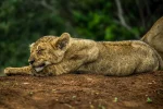 The four lion cubs of the North Pride was the stars of the show throughout my stay at Thanda in 2012. And I got designated the best job: to separate them from each other and find out their sex. 

They were 3 girls and 1 boy, and I separated them by looking at their whisker patterns. By the end of my stay, I was able to distinguish them mostly by facial features alone. 

We weren't allowed to name them (that privilege went to the paying guests at the luxury lodge), and had to go by research names. This girl here was N2C3, which I felt was the prettiest one.

#LionCub #ThandaGameReserve #WildlifePhotography #AfricanWildlife #BigCatsOfInstagram #SleepingLion #LionLovers #WildlifeVagabond #SafariMoments #NatureLovers #WildlifeAddicts #KwaZuluNatal #SouthAfricaWildlife #CuteWildlife #NatGeoWild #WildlifePlanet #AnimalPortrait #BigCatsDaily #EarthCapture #NaturePhotography #RoarAfrica #AfricanSafari #PredatorPortraits #WildAfrica #WildAndFree #Lion #FineArtWildlife #WildlifePrints #ConservationThroughPhotography #TravelPhotography