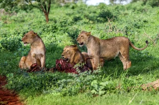 Nikita, Nibbles, and Naomi (in that order). The nearly adult North Pride siblings is posing proudly next to a wildebeest kill we watched them take down in spectacular fashion the evening prior. One of the most memorable sightings we had at Thanda. A video of the kill can be seen at my lion fact page on my website wildlifevagabond.com 

This, and all images I post from now on will be available as prints on my website (a work in progress)

#LionPride #ThandaGameReserve #ThandaNorthPride #AfricanWildlife #WildlifePhotography #LionsOfInstagram #PredatorInAction #SafariMoments #BigCatsDaily #WildlifeVagabond #NatureRaw #WildAfrica #WildlifeAddicts #KwaZuluNatal #NaturePhotography #EarthCapture #AfricanSafari #RoarAfrica #ConservationThroughPhotography #WildAndFree #FineArtWildlife #WildlifePlanet #PrintsForSale #PowerOfNature #LionKill #SavageBeauty #RawNature #WildlifeInFocus #TravelPhotography #SafariWildlife