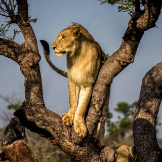 During my three months at Thanda, the South Pride of lions was almost as rare as leopards, in contrast to the North Pride, which we saw almost daily. On one day, we we had incredible luck and got to spend a long time with these elusive lions in an open area. Their large cubs ran around, while Mufasa, the dominant male in the reserve, was mating with Sahara, the matriarch and leader of the pride. This image is of Simba, one of the cubs, as he jumped up in a tree during playing. 

#LionInATree #ThandaGameReserve #WildlifePhotography #AfricanWildlife #BigCatsOfInstagram #TreeClimbingLion #SafariMagic #LionLovers #WildlifeVagabond #KwaZuluNatal #SouthAfricaWildlife #NaturePhotography #EarthCapture #WildAfrica #PredatorPortraits #RoarAfrica #NatGeoWild #WildlifeAddicts #FineArtWildlife #AnimalPortrait #TravelPhotography #WildlifePlanet #SafariDreams #Lion #ConservationThroughPhotography #LionKingVibes #NatureBrilliance #AfricaUntamed #PowerAndGrace #WildlifeArt