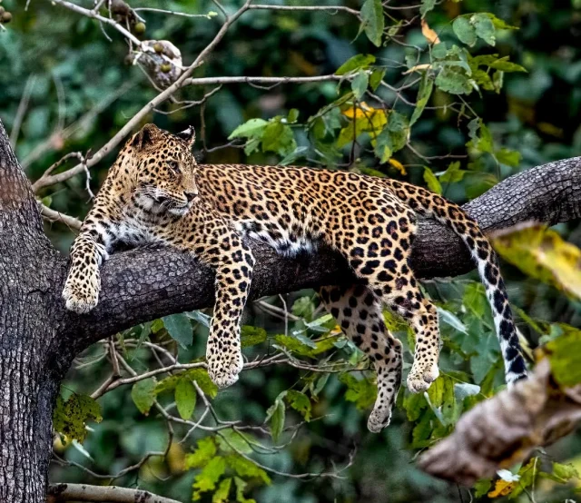 Here is one of my favorite photos from my trip to India back in 2023. A beautiful female leopard relaxing in a tree in Pench National Park. 

In exactly one week I will be travelling to Brazil to photograph its close relative, the jaguar, for the first time! Getting really excited now! 🇧🇷🐆

#leopard #IndianWildlife #wildlifephotography #bigcats #WildlifeVagabond