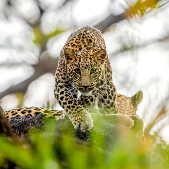 A curious leopard cub staring right at me! One of many pictures during the incredible sighting of a mother leopard with three cubs in Pench, India, back in 2023. A sighting that had me in tears, as it was something I'd never thought I'd see after my years in South Africa.

Right now I am on may way to antoher dream location (Pantanal, Brazil) looking to photograph another spotted dream cat, the jaguar 🐆

It will be hard to top the leopard family in Pench, but I know I'll be happy no matter what I see. New country, new wilderness, and lots of new species. That is all I need!

#leopard #leopardcub #bigcats #wildlifephotography  #wildlifevagabond