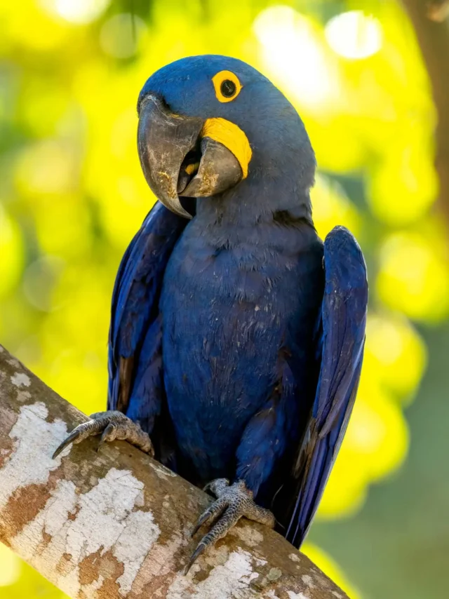 This cheeky Hyacinth Macaw is one of several of its kind here at the lodge at Porto Jofre. It is the world's largest flying parrot, and they are just awesome. They are noisy, but social and fun to watch. They were endangered not long ago, but conservation efforts have shown an increase in the population.

Btw, my travel computer can't handle processing too many images, and I do not have that much time to go through all my photos anyway. This is why I am not posting that many photos yet, but I just had to add this one, taken just behind my cabin.

#hyacinthmacaw #macaws #parrots #widlifephotography #brazilianwildlife
