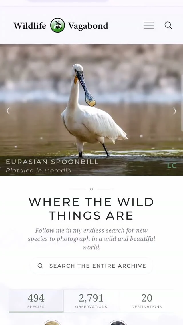 After months of hard work, my updated website is finally live! Check it out at wildlifevagabond.com #wildlife #wildlifephotography #science #nature #conservation