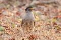 Crested Serpent-Eagle 