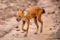 Dhole