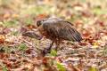 White-rumped Vulture