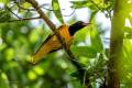 Black-hooded Oriole