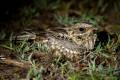 Indian Nightjar