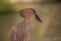 Hamerkop