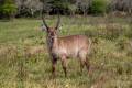 Common Waterbuck