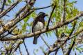 White-eared Barbet