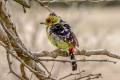 Crested Barbet