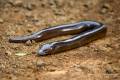 Giant Legless Skink