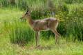 Southern Reedbuck