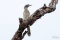 Indian Grey Hornbill