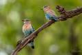 Indian Roller