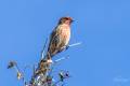 House Finch