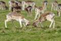 European Fallow Deer