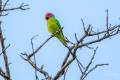 Plum-headed Parakeet 