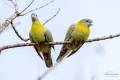 Yellow-footed Green-Pigeon