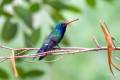 Broad-billed Hummingbird