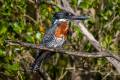 Giant Kingfisher