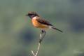 African Stonechat