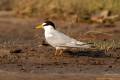 Little Tern