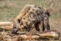 Spotted Hyena