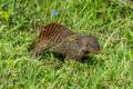 Banded Mongoose