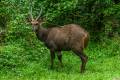 Cape Bushbuck