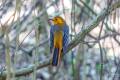 Red-capped Robin-Chat