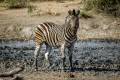 Plains Zebra