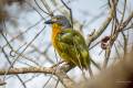 Grey-headed Bushshrike