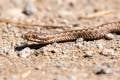Adder