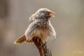 Jungle Babbler