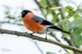 Eurasian Bullfinch