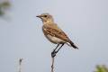 Northern Wheatear 