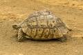 Leopard Tortoise