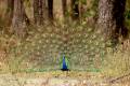 Indian Peafowl